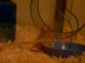 Izzy (the mouse) Explores her New Home