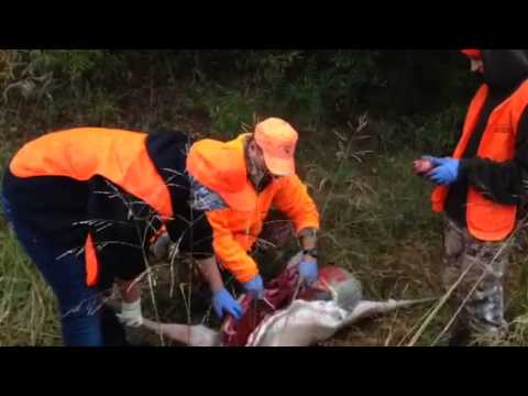 how to harvest deer