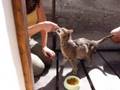 videos de Thomas - Grey Cat in Cattery