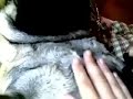 tootsie rose-nap time Deadicated to chasey100\