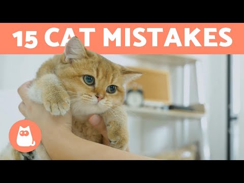 15 THINGS YOU MUST NEVER DO TO YOUR CAT 🐱