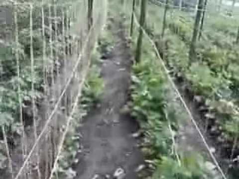 how to fertilize white half runners