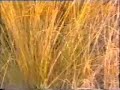 Sanghar Shikar 12 Sanghar Shikar 12