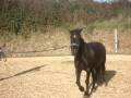 Lunging a 5 Year Old - Mabs [Before the Worst]