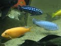 150 gallon cichlid tank 150 gallon cichlid tank