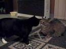 Glutton For Punishment, 3CoolKats Episode 47