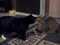 Glutton For Punishment, 3CoolKats Episode 47