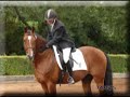 For Paragon - Hanoverian Stallion 2 min Intro