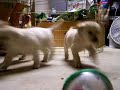 Marley and Me training session! Marley and Me training session!