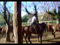cavalo crioulo e gado red angus