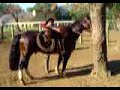 cavalo crioulo e gado red angus