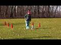 videos de Shelby - Toy Fox Terrier