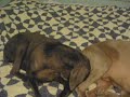 weimaraner sniffs dog farts and makes a funny face