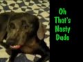 weimaraner sniffs dog farts and makes a funny face