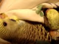 Andulky video 18.10.07 poleženíčko u náhradní maminky více na.. http://www.rucnedokrmenipapousci.wbs.czKakadu cockatoo žako kongo Congo amazoňan amazona agapornis alexandr malý Alexander small velký the great čínský Chinese pink ara aratinga sun zlatý gold Barnard collar Eklektus Eclectus mníšek šedý Quaker Parrot blue Nandej Neoféma parrot papoušek Nestor kea korelka korela cockatiel korely andulka budgerigar andulky Budgerigars Pyrura Kakariki rosela Yellow Rosella Eastern lutino lutin Pennant Mutation