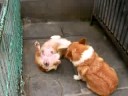 pembroke welsh corgi 2 years