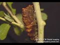 Pale Swallowtail pupates (time lapse) 2/2 Pale Swallowtail pupates (time lapse) 2/2