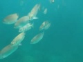 Snorkeling @ REDANG