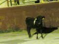 Magia bovina. David