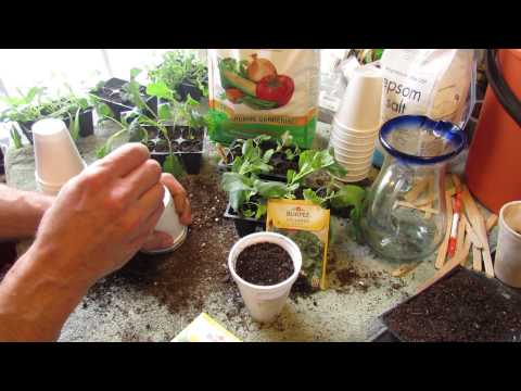 how to transplant kale seedlings