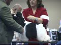 CPlay Mistic Mist won 2nd place in Open Bitch Parti Variety at the Cocker Spaniel National.