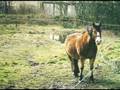 Ostfriesland
