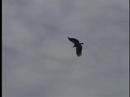 California Condors in Big Sur March 4, 2007 California Condors in Big Sur March 4, 2007