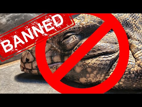 YouTube reptile video