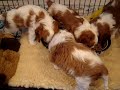 Puppies eating