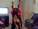 rottweiler vs cocker asfidanchen