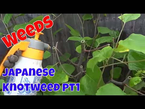 how to eliminate japanese knotweed