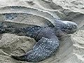 Leatherback Turtle (Trinidad)