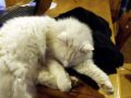 Miao