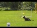 Obedience w/ Jax
