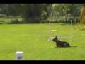 Obedience w/ Jax
