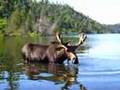 Moose in BWCA