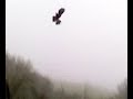 Roofvogelshow door Raf