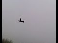 Roofvogelshow door Raf in Witry