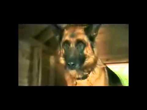 Cats & Dogs: Revenge Of Kitty Galore Trailer