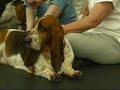 Basset Hound Party