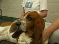 Basset Hound video