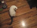 Chasing Gorbie Tail