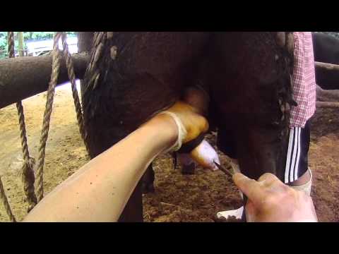 castration