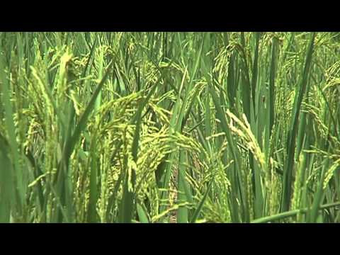 THE NERICA L1 IER RICE VARIETY - MALI 