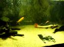 phractobecken
