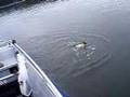Gäddfiske Muskö