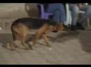 Dancing Dog