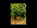 Autumn Leaves
