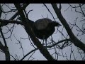 Wild Turkeys in Trees Wild Turkeys in Trees