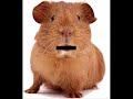 Guinea pig plea Guinea pig plea